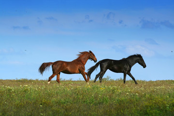 Fototapeta premium two horses on the meadow