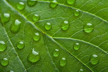 Fototapeta na wymiar fresh green leaf with water droplets