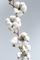 cotton
