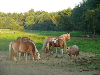 Fototapeta premium Pferde auf einer Weide