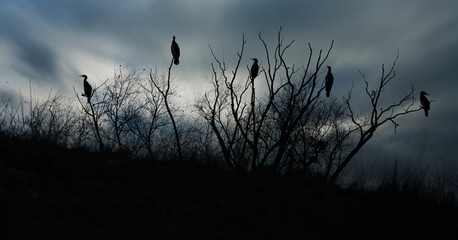 cormoran oiseau horreur arbre observer animalier affût photo