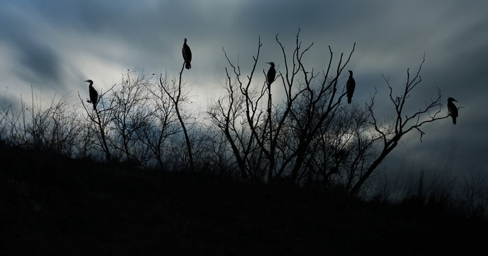 cormoran oiseau horreur arbre observer animalier aff&ucirc;t photo