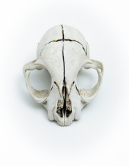 totenkopf