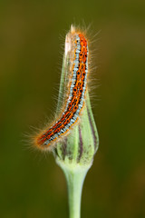 Colourful caterpillar on green dandelion