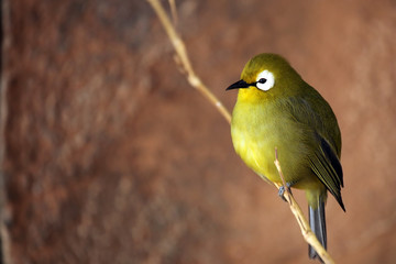 Japanese White-Eye