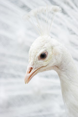 Head of white peacock
