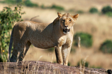 Lioness (Panthera leo).