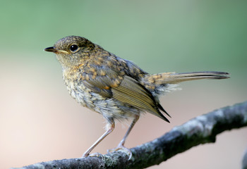 Young Robin