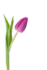 purple tulip on a white background