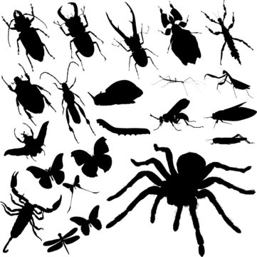 insect group vector silhouettes
