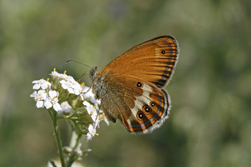 Coenonympha arcania, Perlgrasfalter
