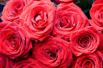 Macro image of dark red rose with water droplets.