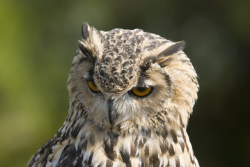 Bengal Eagle Owl
