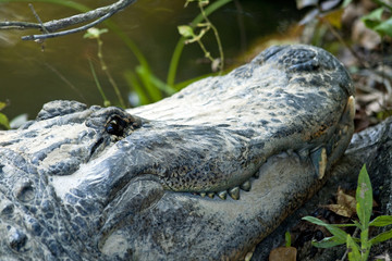 Alligator