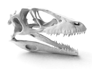 A scull of dinosaur with shadow on white background