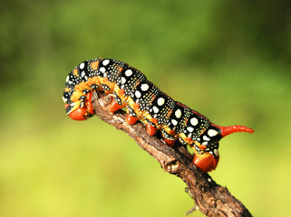 Obraz premium caterpilla
