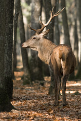 cerf en forêt