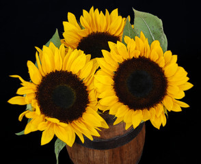 Barrel of sunflowers