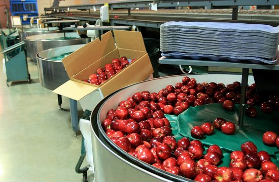 Red Apples in Packing tub