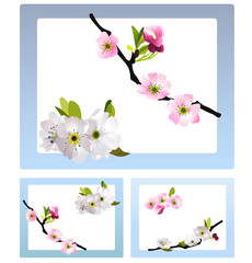 Fragile cherry blossoms