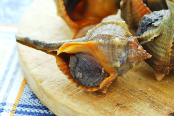 Garusoli - Murice spinoso