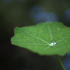 Blatt Kapuzinerkresse