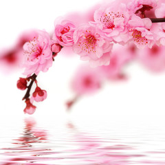 Spring cherry flowers reflected in rendered water - 12025476