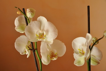 pétales de fleurs