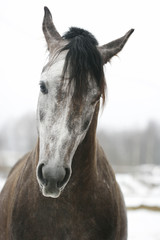 arabian stallion