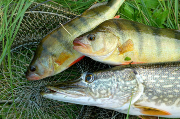 fresh fish