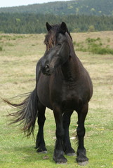 cheval frison