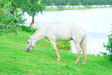 Naklejka na ściany i meble Grazing horse by a lake