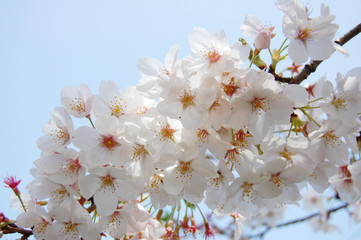 Sakura (Japanese Cherry Blossom)