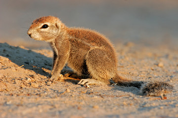 Ground squirrel (Xerus inaurus), Kalahari desert, South Africa
