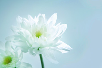 Fototapeta premium Chrysanthemum