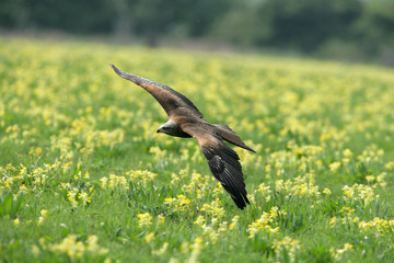 Black Kite in flight