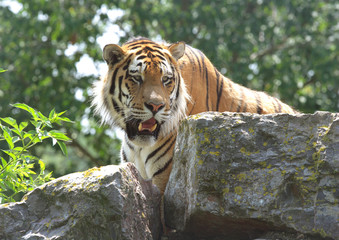 Fototapeta premium Tiger Hunting