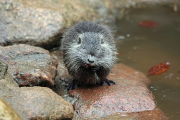 Nutria