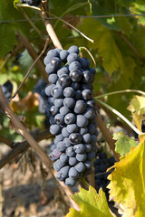 grappolo uva4