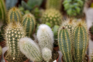 Piccoli cactus