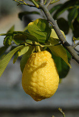 cedro