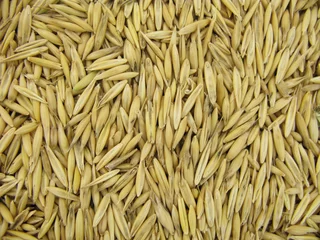 Fototapeten Oats oat grains © Uros Petrovic