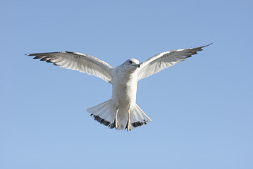 Gull In Flight
