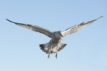 Screaming Gull