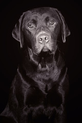 Fototapeta na wymiar Adorable Labrador Retriever against Black Background