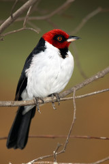 Red-capped Cardinal