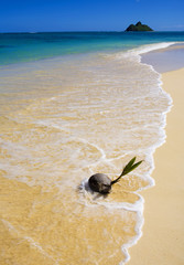 sprouting coconut washed up on the shore  in Hawaii