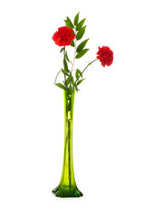 Red carnations isolated on the white background