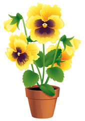pansy