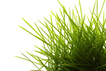 Young juicy green grass
